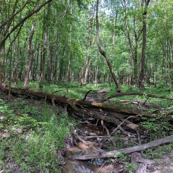 Near Buttonbush Trail