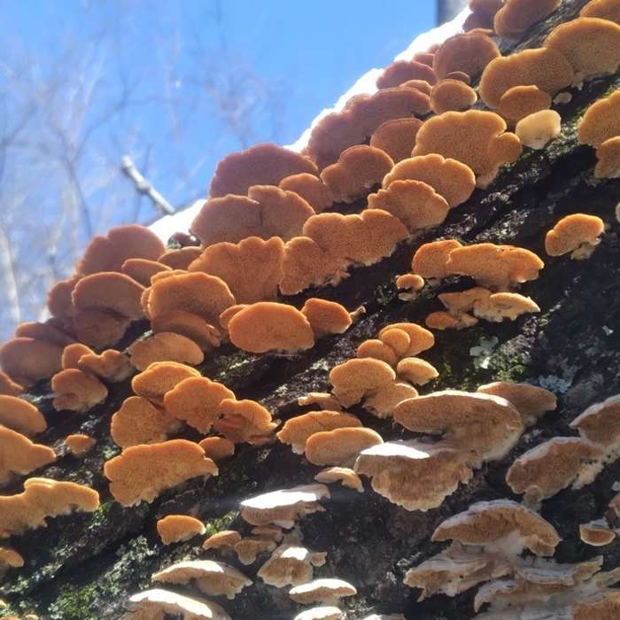 Near Millbrook South Forest Preserve Trail