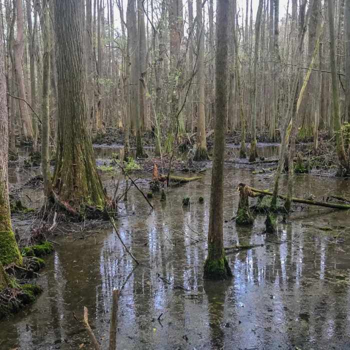 Near Cypress Point Trail to Trap Pond Bald Cypress Swamp Near Cypress Point Trail to Trap Pond Bald Cypress Swamp