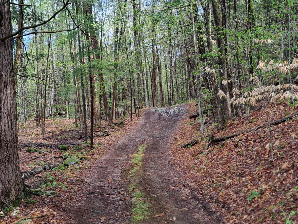 Burton Woods Road photo 3