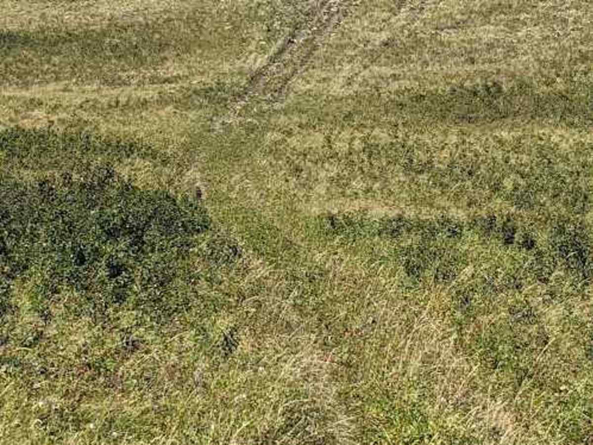 Porcupine Hills Trail 44  photo 5