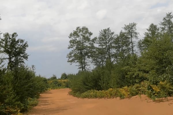 Gladwin Forest Baja