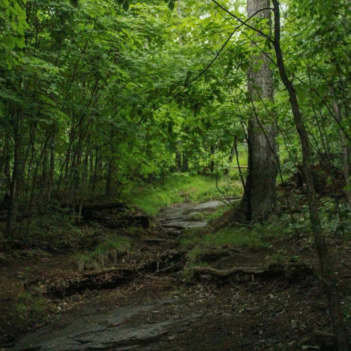 Near Chimney Mountain