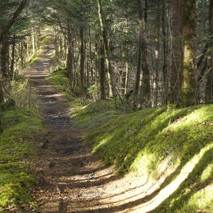 Near Boulevard Trail