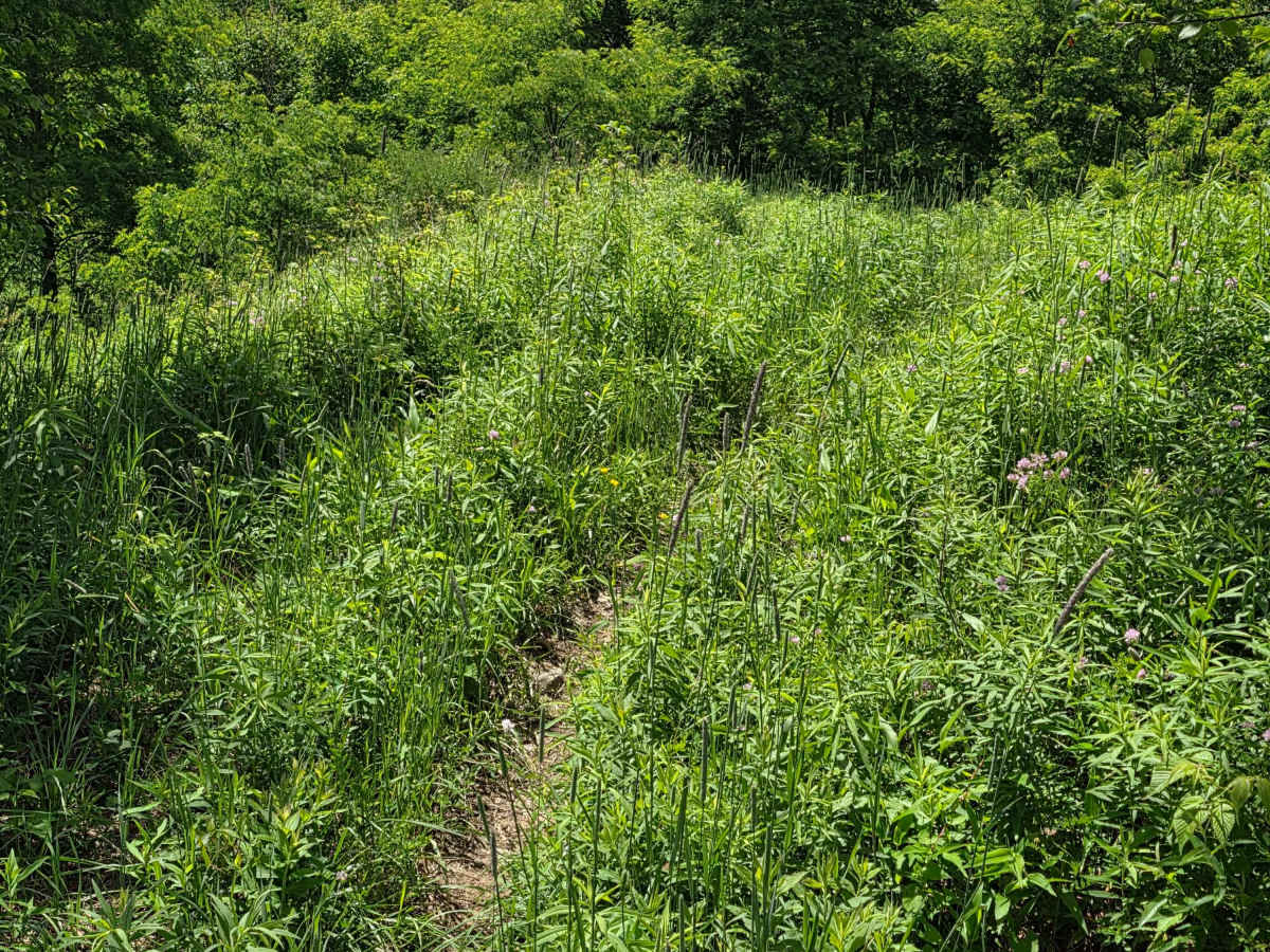 Single Track NB photo 2