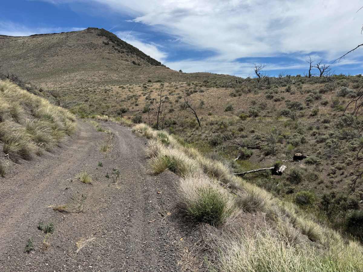 BLM 8466 photo 4