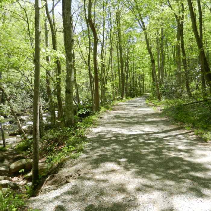 Near Little River Trail