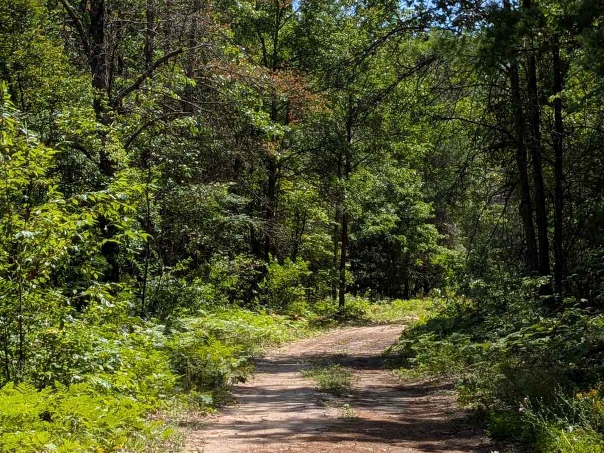 Jackpine Trail photo 4