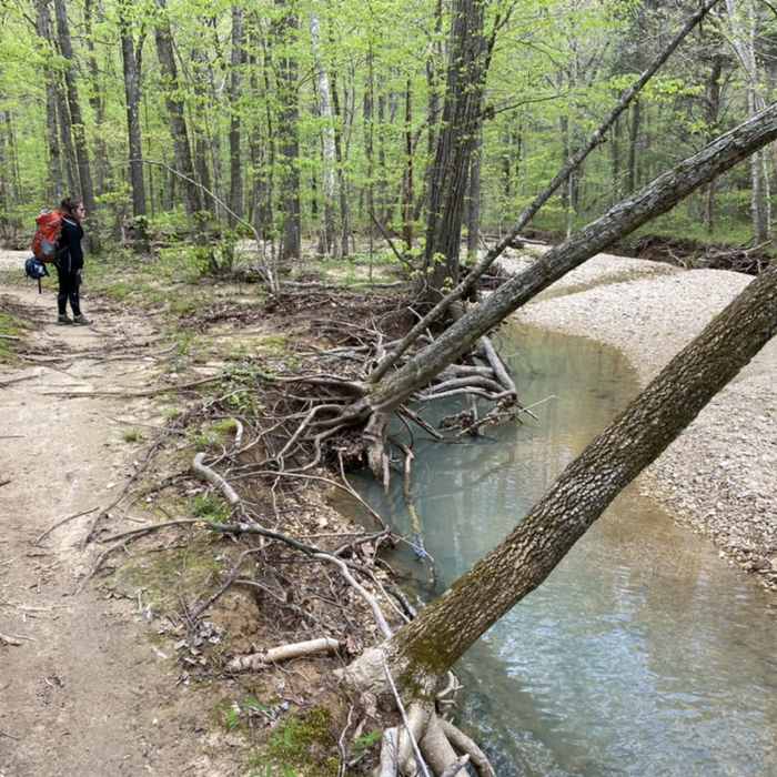 Near North-South Trail (North Section)