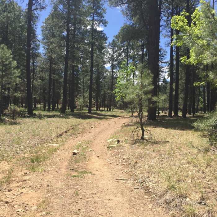 Near Cabin Loop Trail