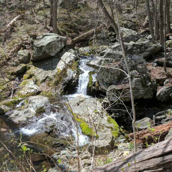 Near Cedar Run Trail