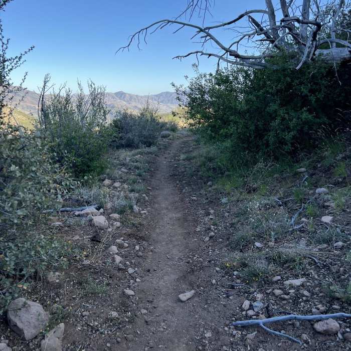 Near Saddle Mountain Trail #19