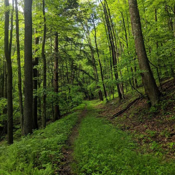 Near Flat Rock Run Trail