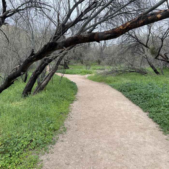 Near Butcher Jones Trail