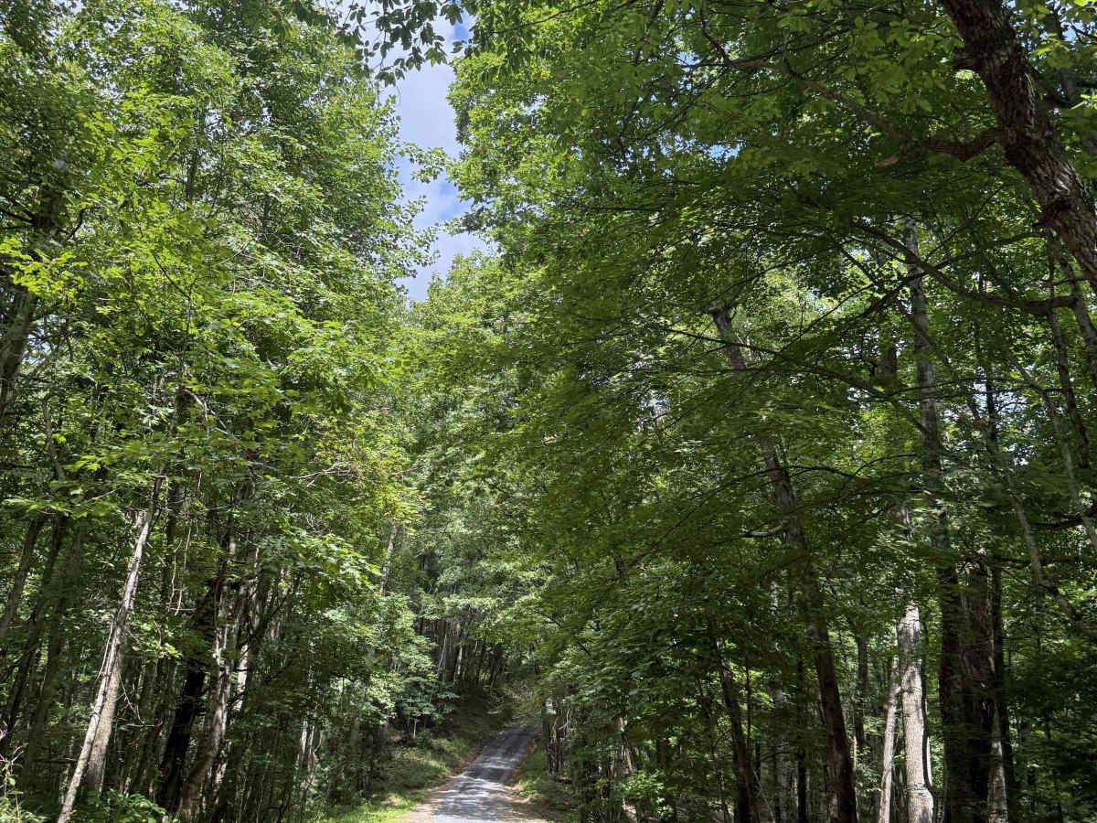 Powell Mountain photo 3