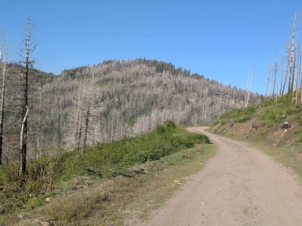 Rhymes - FS 26S19 trail photo
