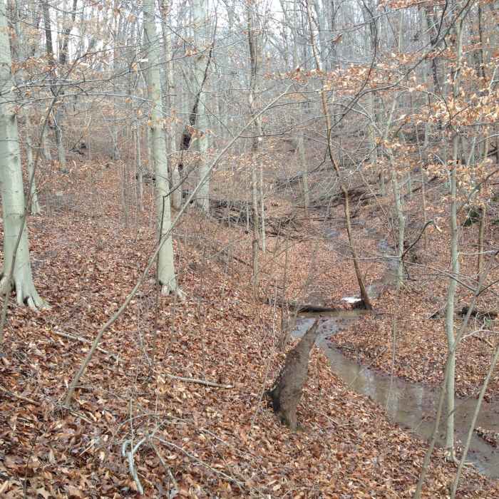 Near North Hills Trail (Western Section)