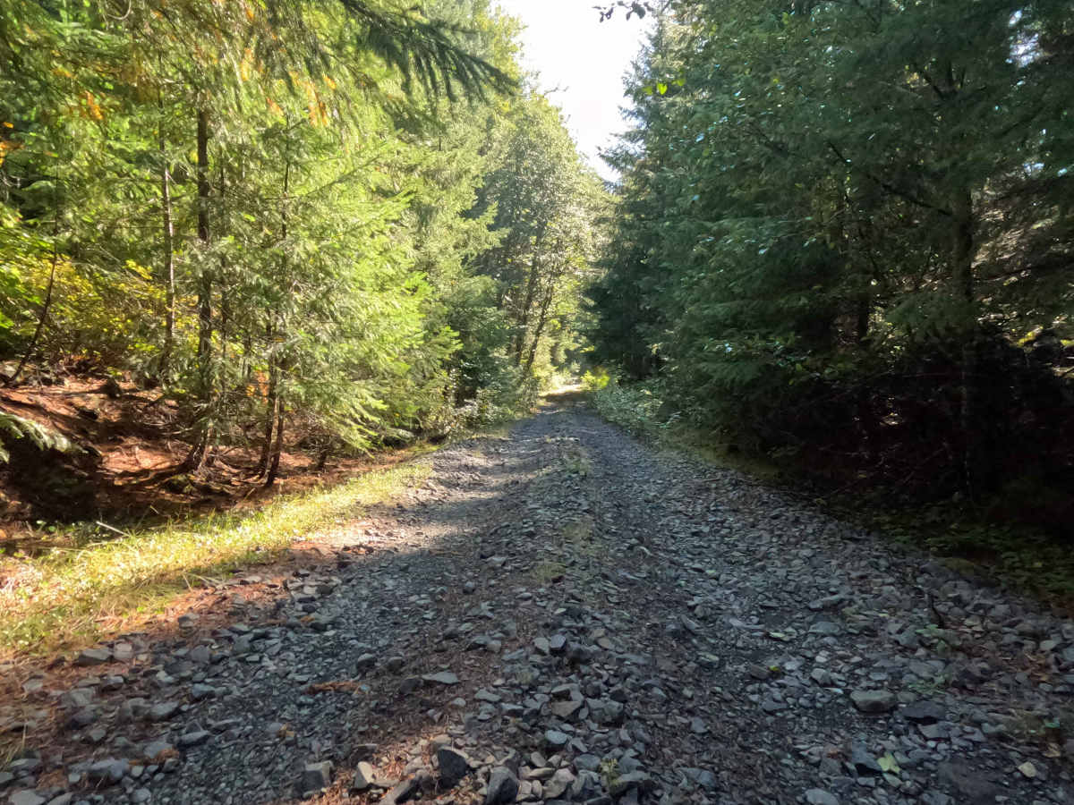 Jackpine - FS 2588000 photo 6