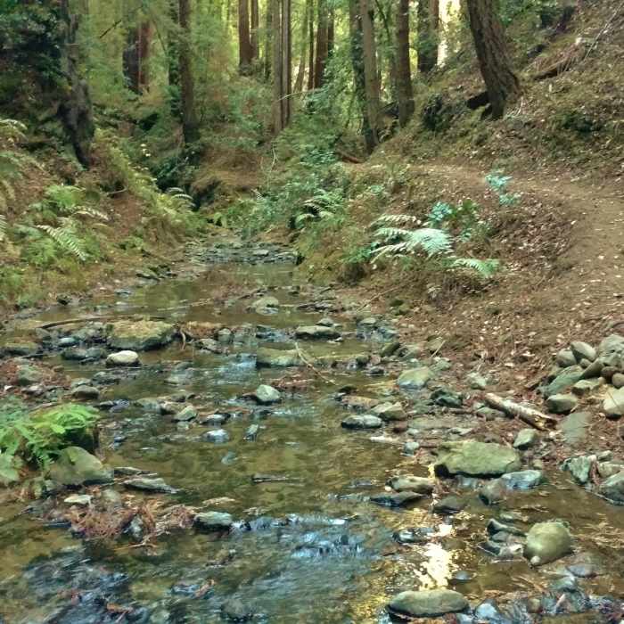 Bridge Creek Trail winds along Bridge Creek. Near Loma Prieta Grade