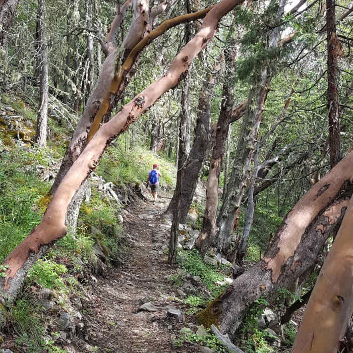 Descending the Rock & Roll Trail Near Ponderosa Trail