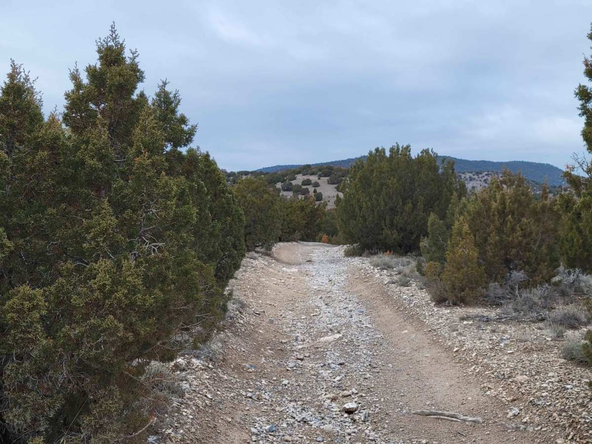Juniper Lane photo 2