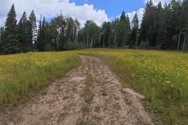Bear Gulch Road - FS 210