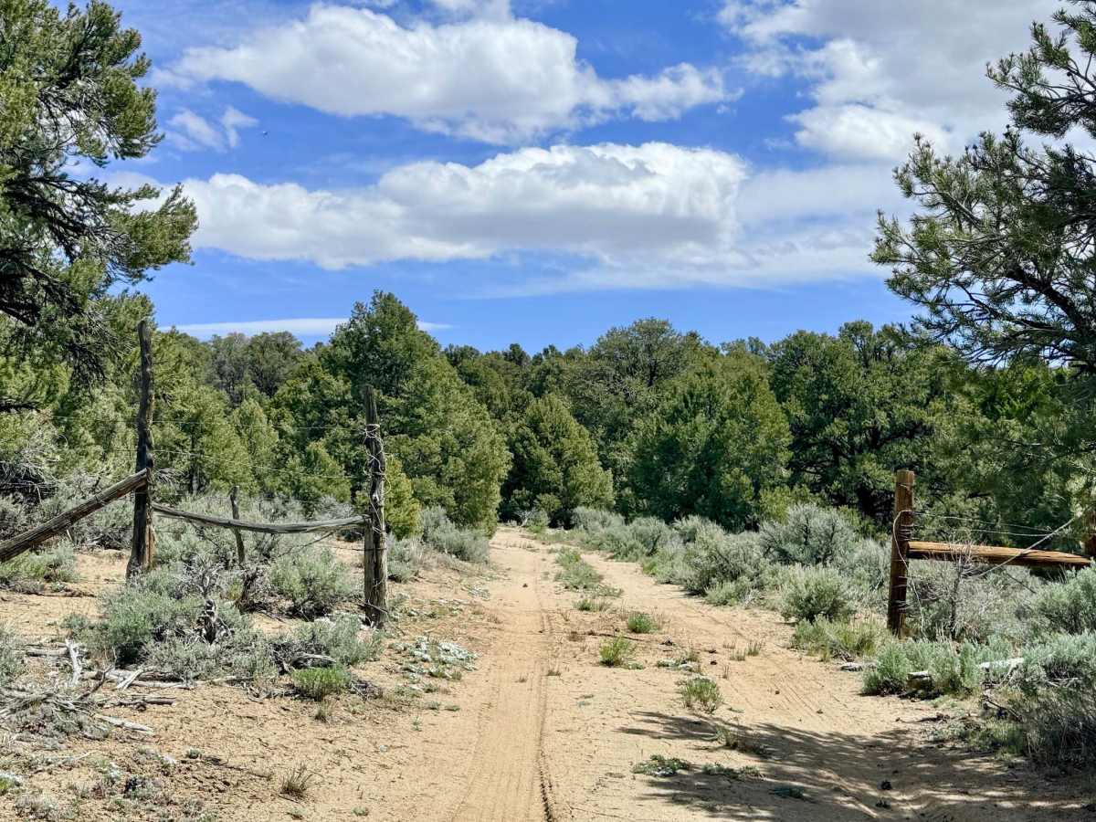 Reeder Spring - FS 43374 photo 5
