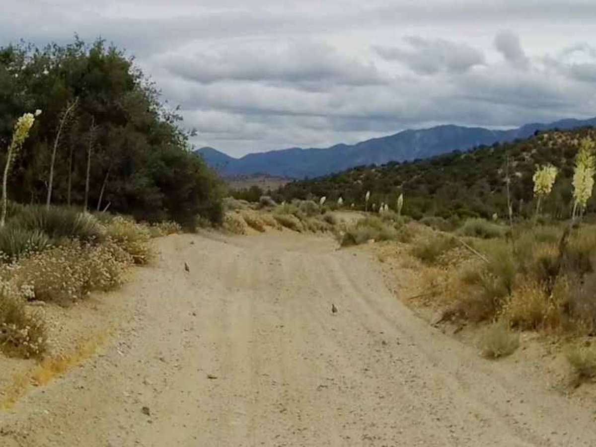 Maxey Ranch Road photo 6