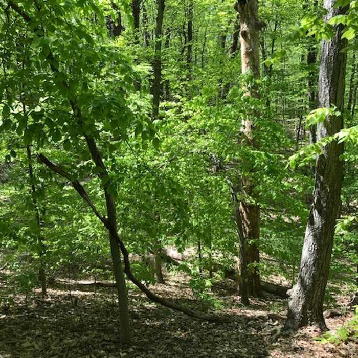 The undergrowth in the woods Near Clayton Park Loop