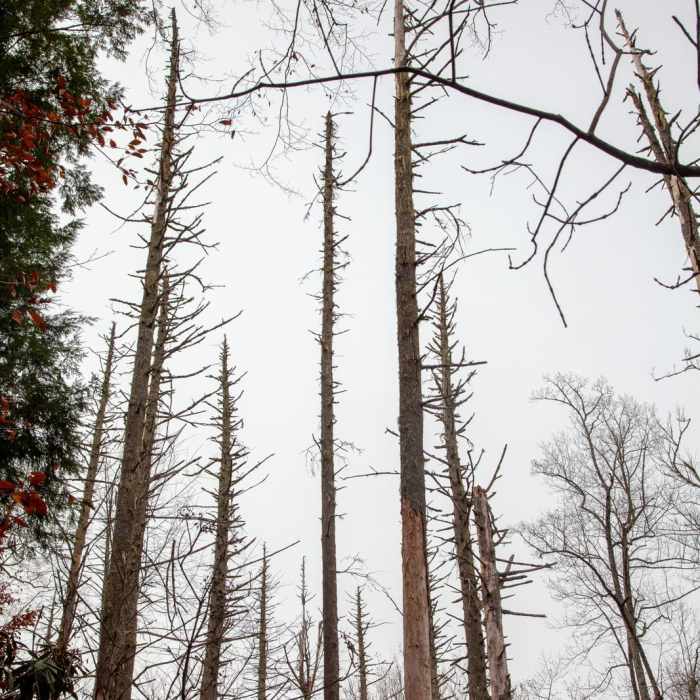 Near Joyce Kilmer Memorial Forest Loop Near Joyce Kilmer Memorial Forest Loop