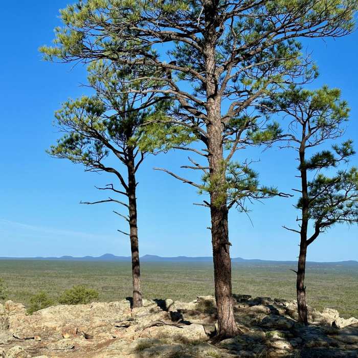 Near The Narrows Rim Trail
