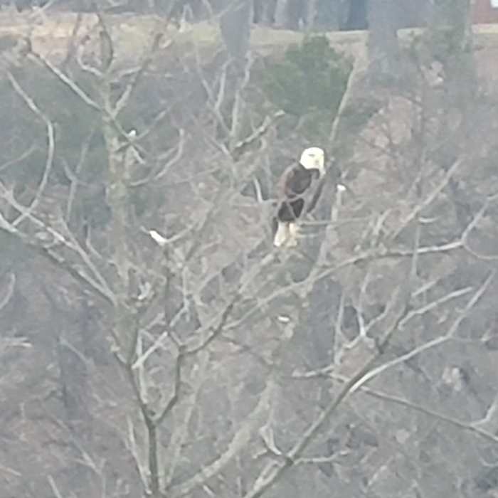 Bald eagle seen from the levee trail. Near Lock Haven Levee Trail