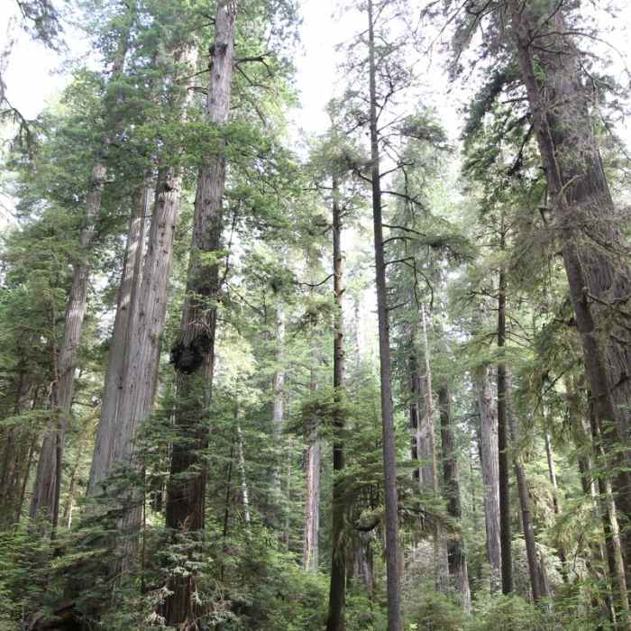 Near Boy Scout Tree Trail