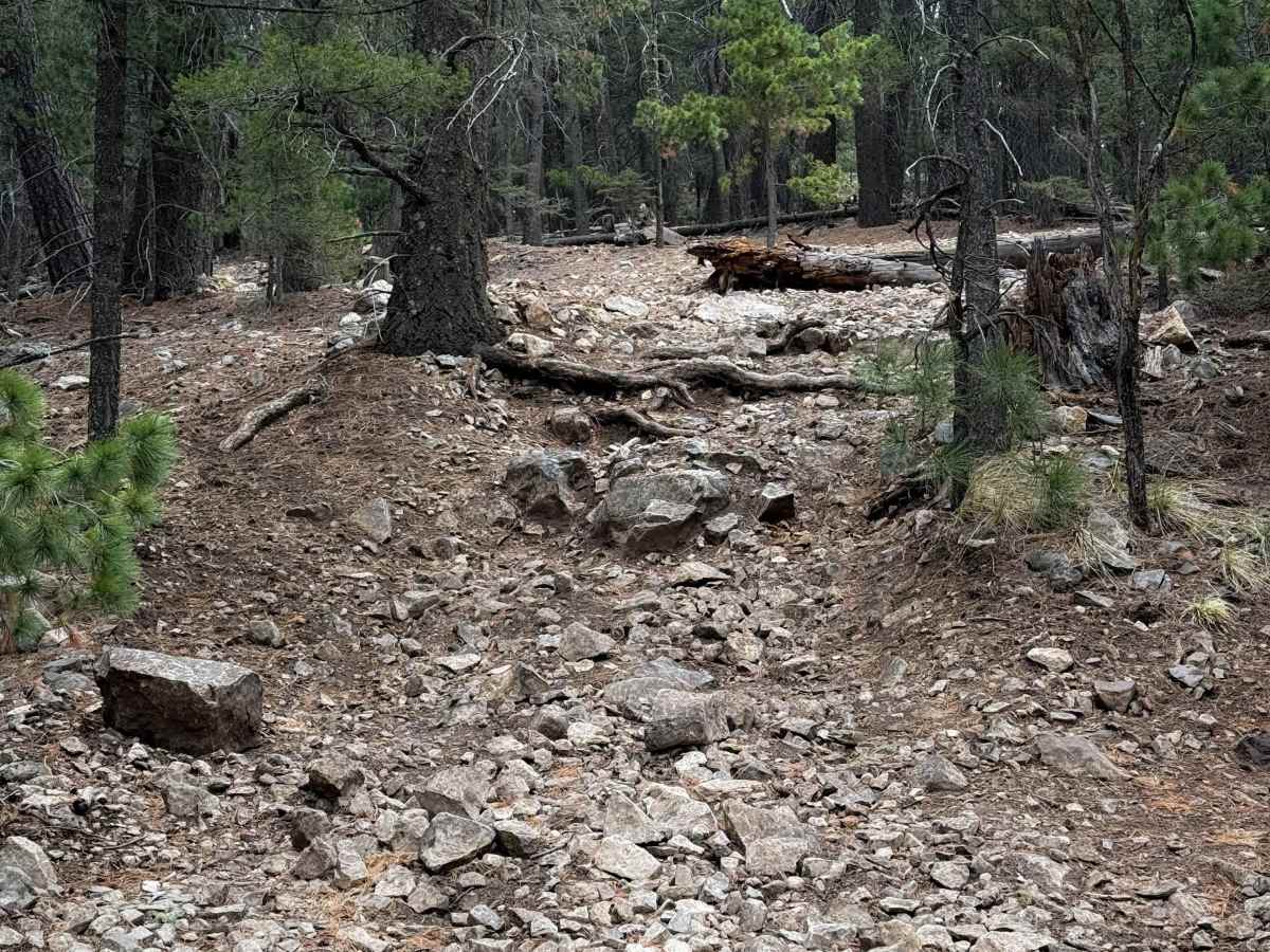 Benson/Bluff Springs - FS 5006 trail photo