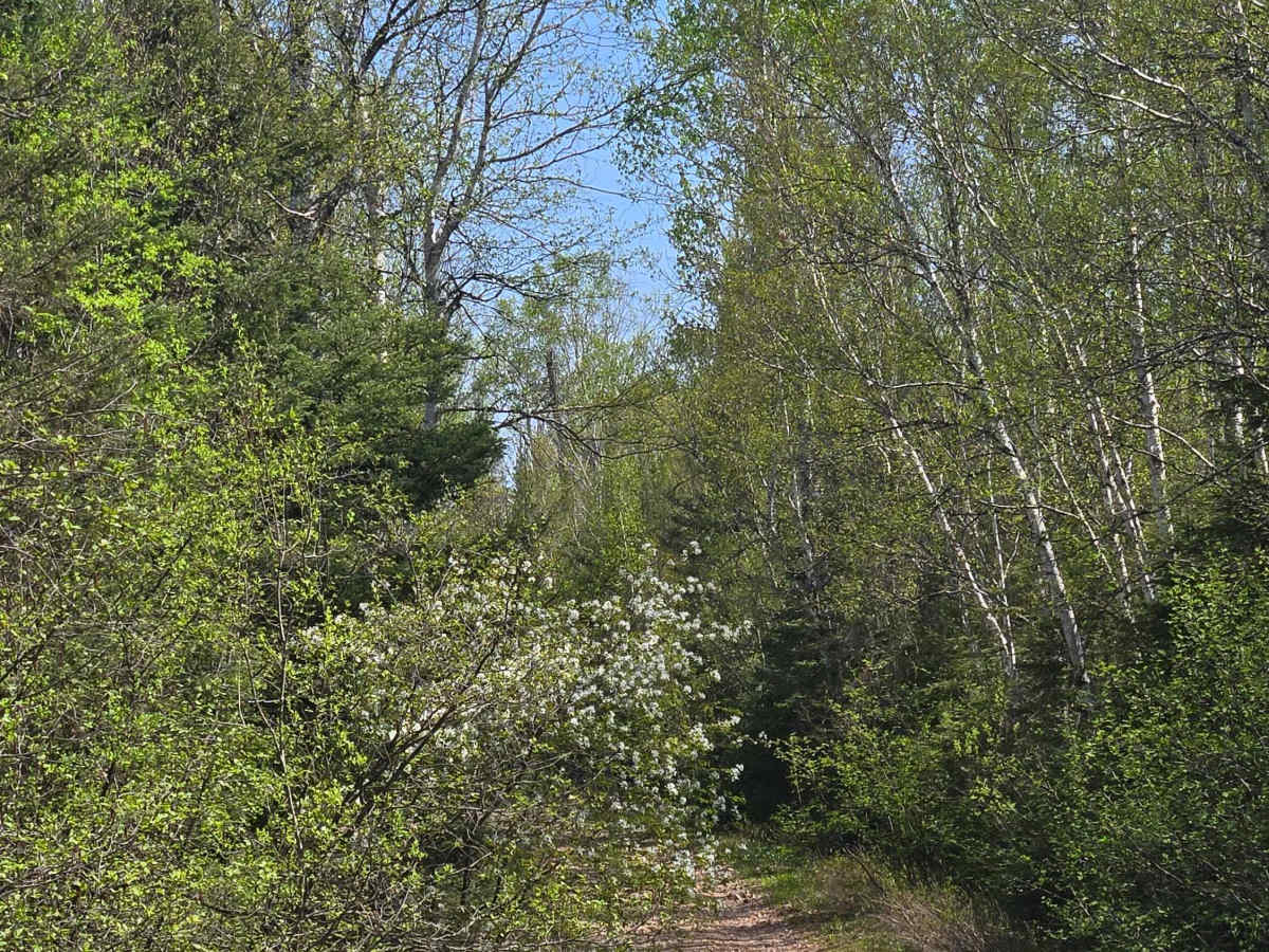 Lost Lake Spur photo 5