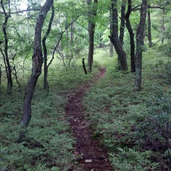 Near Shingletown Loop