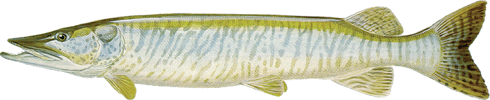 Tiger muskellunge