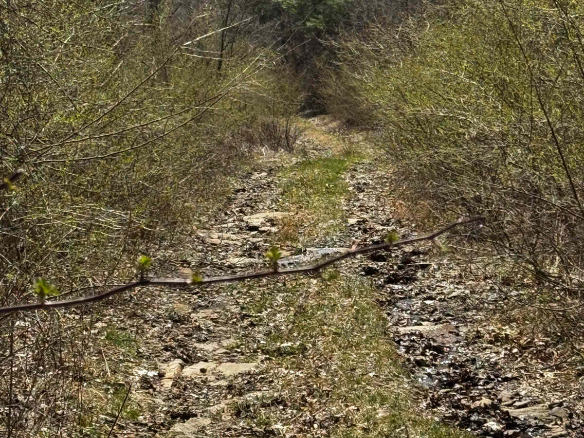 Little Council Run Trail photo 4