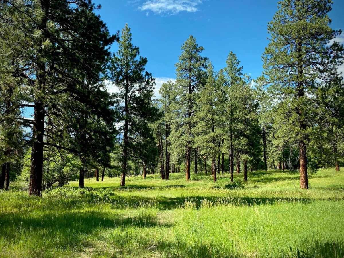 Fawn Gulch F-Fr Rd 666F photo 3