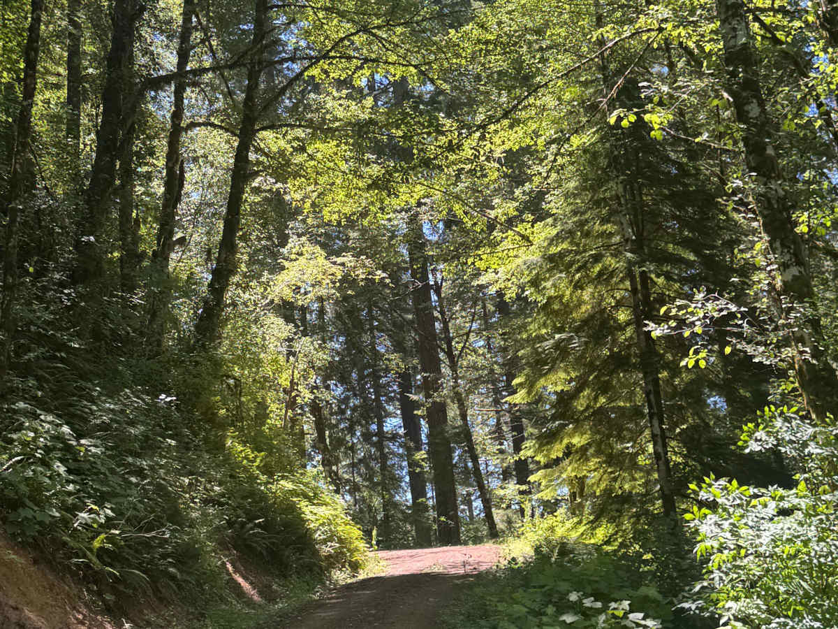 Coast Ridge - FS 2202 photo 3