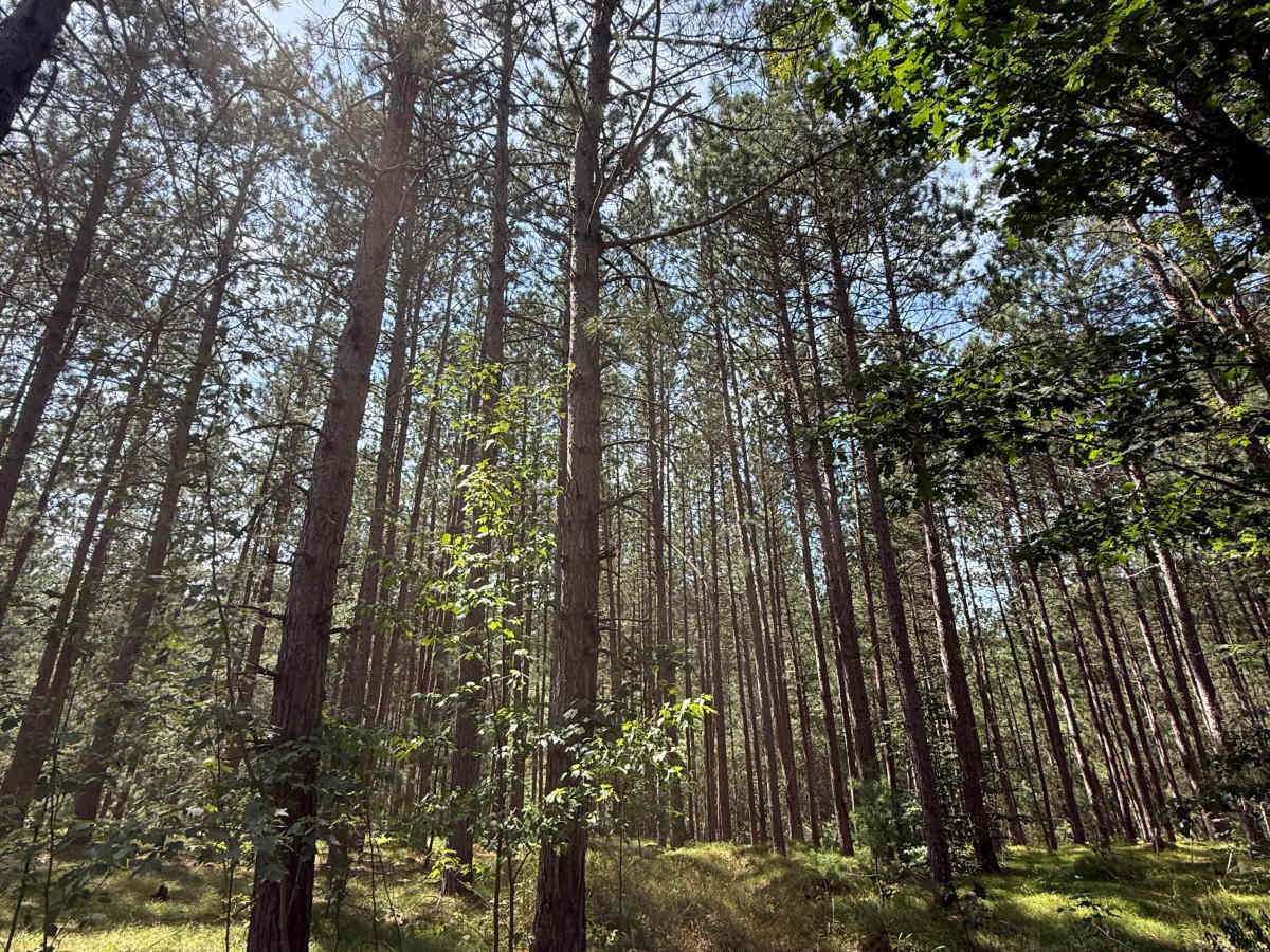 E 26-1/4 Trail photo 6