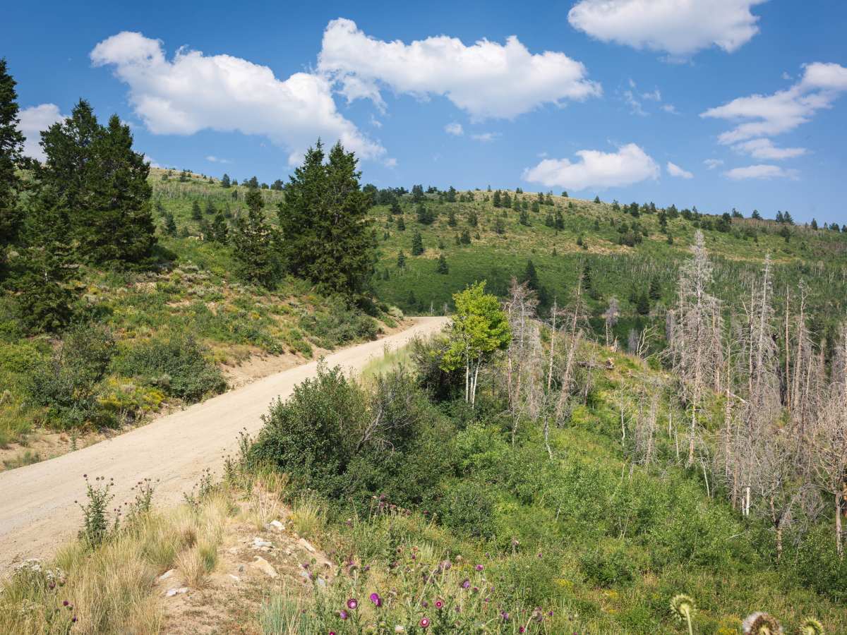 Indian Springs  - FS 70501 photo 5