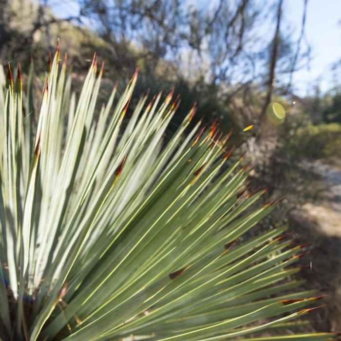 Near Silver Moccasin Trail Hike via Upper Chilao Trailhead
