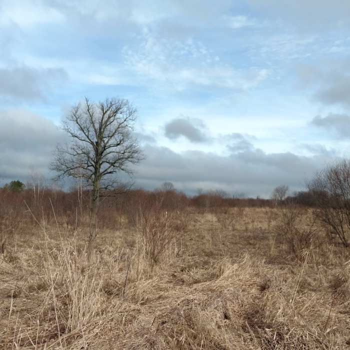 Near Coyote Run Trail