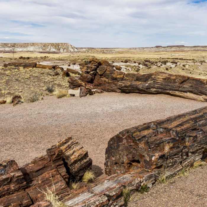 Near Giant Logs Trail Near Giant Logs Trail