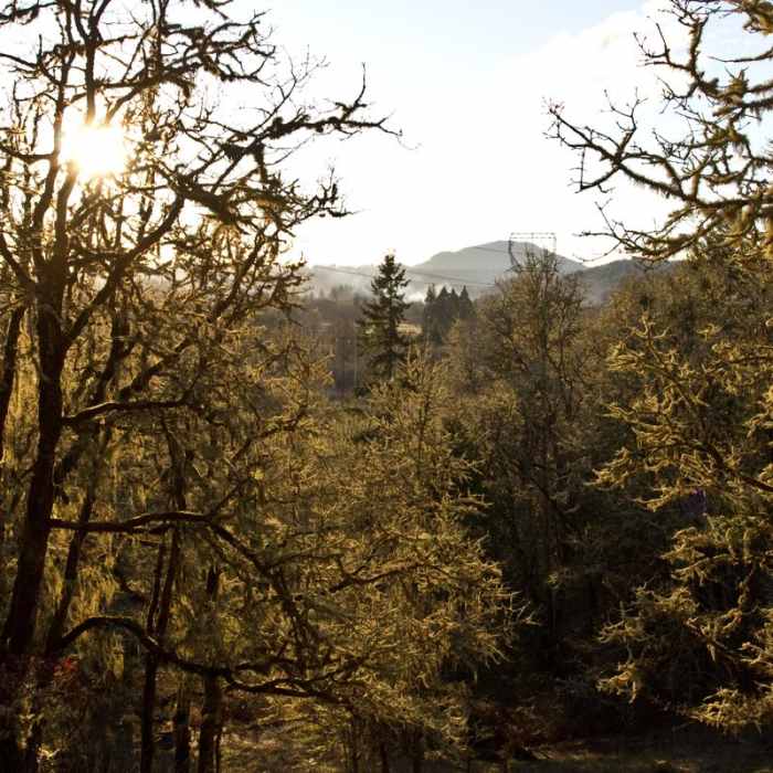 Near Mount Pisgah Arboretum Hike