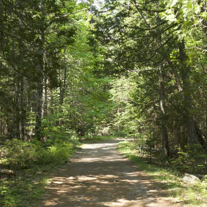 Near Man O' War Brook Fire Road