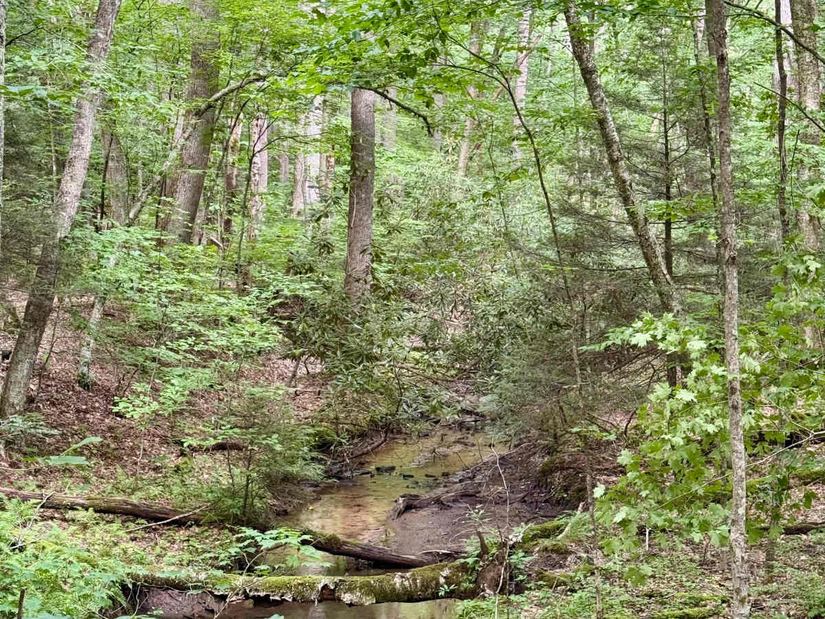 Jakeman Run - FS 83 photo 5