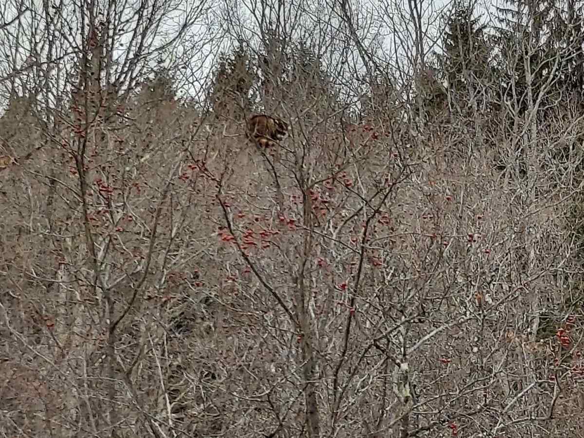 Partridge Run photo 6