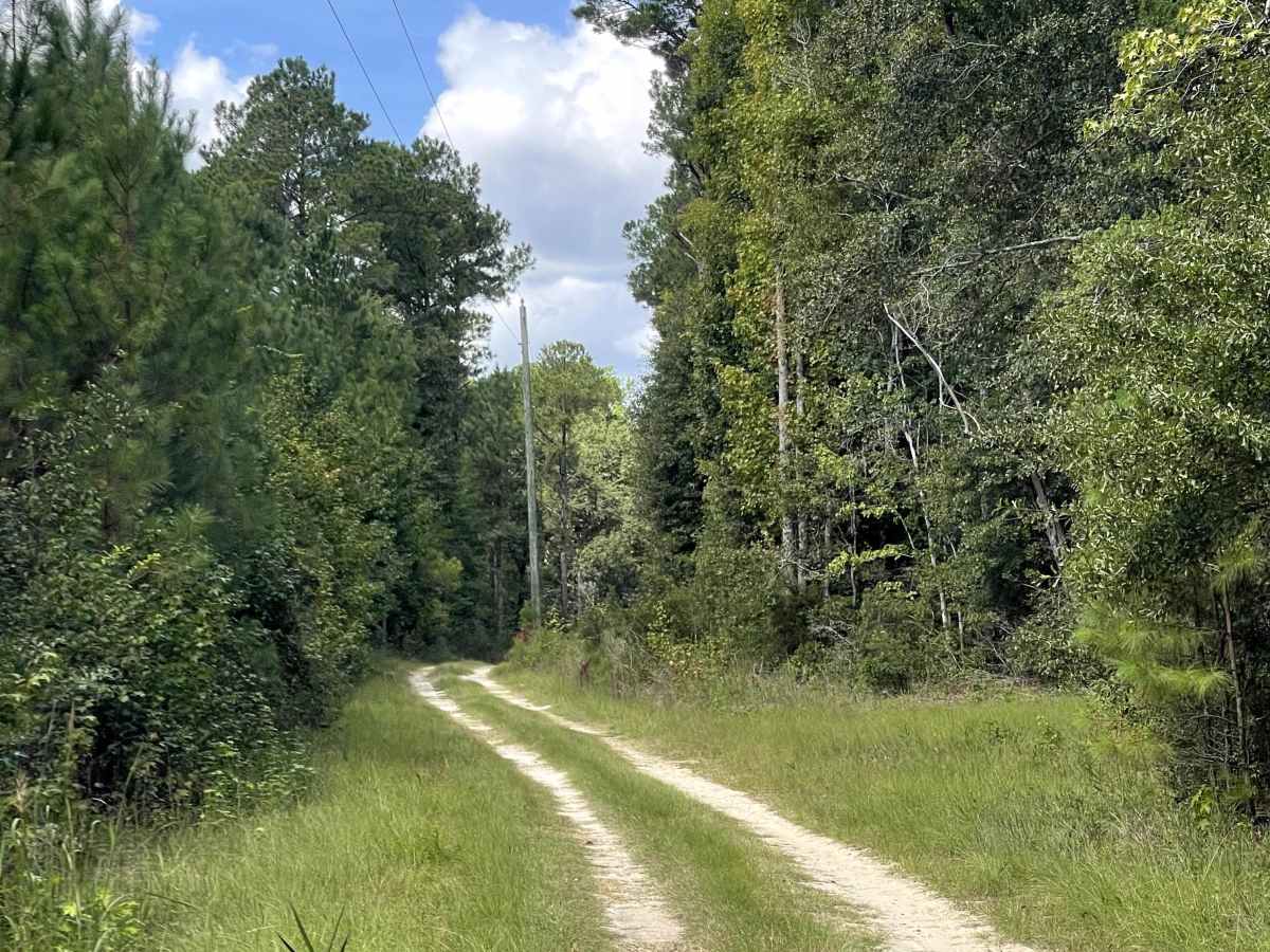 Lewis Swamp Road photo 5